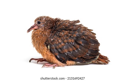 Pink Pigeon Chick, Nesoenas Mayeri,