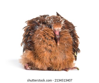 Pink Pigeon Chick, Nesoenas Mayeri,