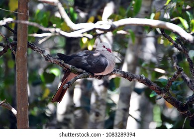 The Pink Pigeon (Nesoenas Mayeri)Mauritius