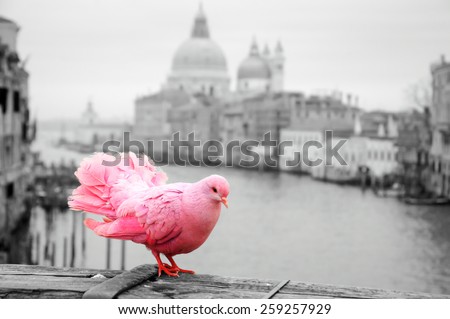 Pink pigeon on bridge railing in Venice (Italy). A view from Accademia bridge on Grand Canal and Basilica Santa Maria della Salute. Romantic vacation background. Selective focus on tail. Toned photo. 