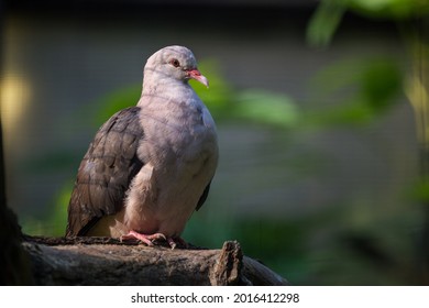 Pink Pigeon On The Tree In Nature 