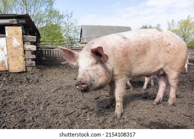 Pink Pigs On The Farm. Swine At The Farm. Meat Industry. Pig Farming To Meet The Growing Demand For Meat