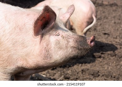 Pink Pigs On The Farm. Swine At The Farm. Meat Industry. Pig Farming To Meet The Growing Demand For Meat