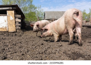 Pink Pigs On The Farm. Swine At The Farm. Meat Industry. Pig Farming To Meet The Growing Demand For Meat