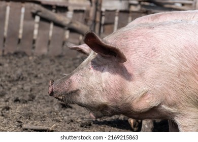 Pink Pigs On The Farm. Swine At The Farm. Meat Industry. Pig Farming To Meet The Growing Demand For Meat