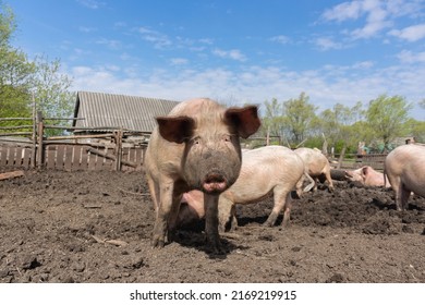 Pink Pigs On The Farm. Swine At The Farm. Meat Industry. Pig Farming To Meet The Growing Demand For Meat