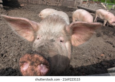 Pink Pigs On The Farm. Swine At The Farm. Meat Industry. Pig Farming To Meet The Growing Demand For Meat