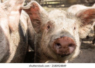 Pink Pigs On The Farm. Swine At The Farm. Meat Industry. Pig Farming To Meet The Growing Demand For Meat