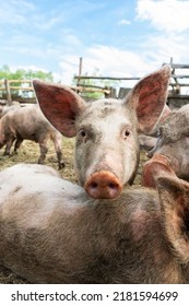 Pink Pigs On The Farm. Swine At The Farm. Meat Industry. Pig Farming To Meet The Growing Demand For Meat