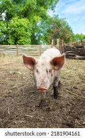 Pink Pigs On The Farm. Swine At The Farm. Meat Industry. Pig Farming To Meet The Growing Demand For Meat