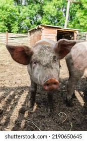 Pink Pigs On The Farm. Swine At The Farm. Meat Industry. Pig Farming To Meet The Growing Demand For Meat