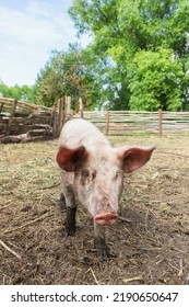 Pink Pigs On The Farm. Swine At The Farm. Meat Industry. Pig Farming To Meet The Growing Demand For Meat