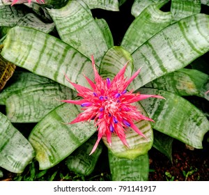 Pink Pinapple Flower In A Blur Background Of Green Leaves