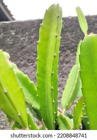 Pink Pitaya Dragon Fruit Tree In The Garden