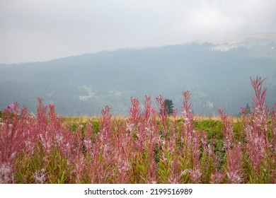 Pink Plant , Pink Flowers , Landscape With Pink Flower , Landscape With Pink Plant