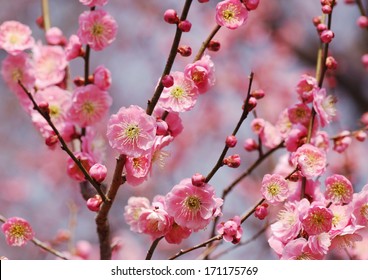 Pink Plum Blossom