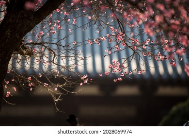 Pink plum flowers with the background of out-focused tile house at Tongdosa Temple near Yangsan-si, South Korea 
