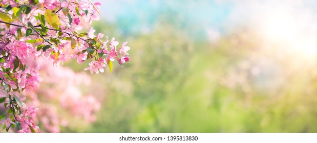 Pink plum flowers in sunny spring garden. blooming gentle cherry flowers, beautiful natural artistic background. banner. copy space