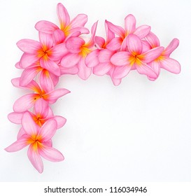 Pink Plumeria Border