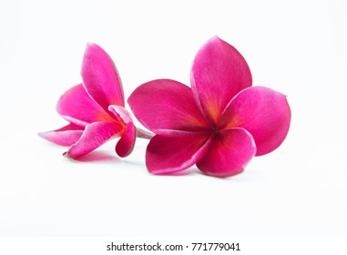 pink plumeria flower with isolated background