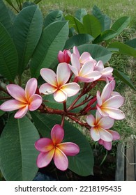 Pink Plumeria Flowers Are Blooming