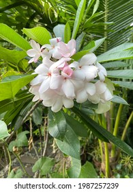 Pink Plumeria Flowers Blooming In The Garden