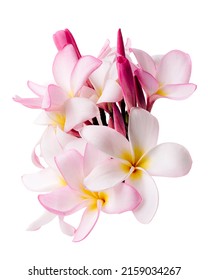 Flores Plumeria rosa (Frangipani)