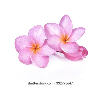 Pink Plumeria Flowers Isolated On White Background