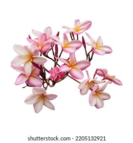 Pink Plumeria Flowers Isolated White Background