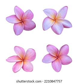 Pink Plumeria Flowers Isolated White Background