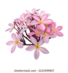 Pink Plumeria Flowers Isolated White Background