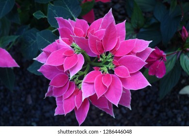 Pink Poinsetta Plant