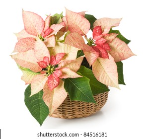 Pink poinsettia in a basket - Powered by Shutterstock
