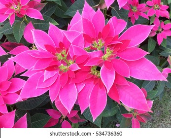 Pink Poinsettia (euphorbia Pulcherrima)