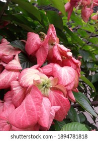 Pink Poinsettia flowers blooming in a garden