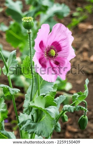 pink poppy grows in a garden bed. poppy cultivation concept