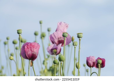Pink poppy seed pods with blue sky background 