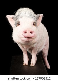 A pink pot-bellied pig with hooves up on a stool. Isolated on black.