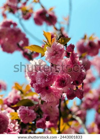 Pink pretty flowers blooming in the blue sky and trees