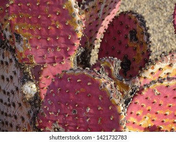 Pink Prickly Pear Cactus In Arizona's Desert Terrain