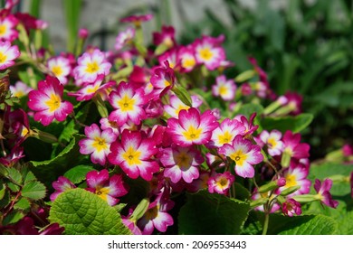 Pink primrose (Primula elatior) of the 'SuperNova Rose Bicolor' variety in the garden on a sunny morning, close-up, selective focus, copy space 