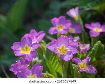 Pink primroses blooming in spring garden. generated by ai
