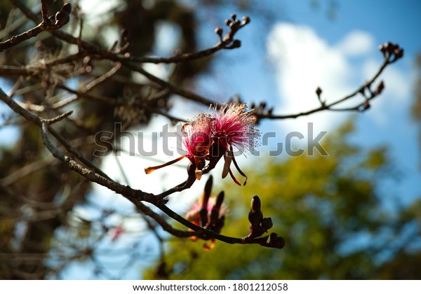 Pink pseudobombax ellipticum or shaving\
brush tree, Dr Seuss tree, Cienfuegos,\
Cuba