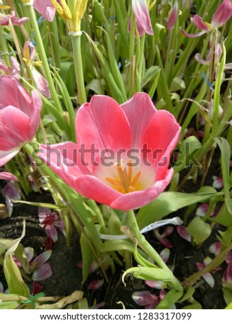 ฺBlooming Pink Pulip