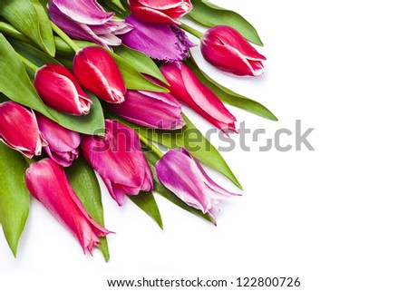 pink pulips background