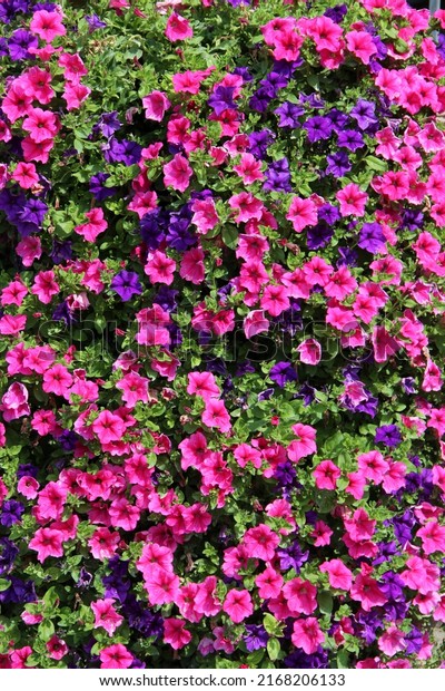 pink purple bell flowers blooming\
in nature. Big bush of blossoming ipomoea. Blooming garden flowers.\
Pink and dark blue ipomoea flowers. Summer\
flowers