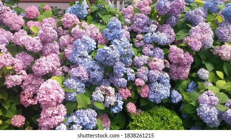 Pink Purple And Blue Hydrangeas Summer On Martha's Vineyard