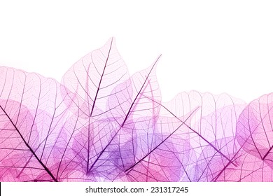 Pink and Purple Border of transparent Leaves - isolated on white background