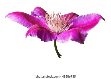 Pink and purple clematis isolated on white background.  Clean pure white background- no grey! - Powered by Shutterstock