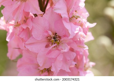 Larkspur Pink の画像 写真素材 ベクター画像 Shutterstock